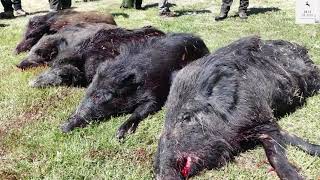 Caccia al Cinghiale- AATV Tenuta 'IL SANTO' con Doppietta EXPRESS F.lli PIOTTI cal. 375 flanged mag🐗 by Hunt Is Life 19,484 views 3 years ago 7 minutes, 13 seconds