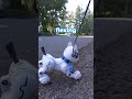 Who will run out of battery first? Robodog vs Real Dog