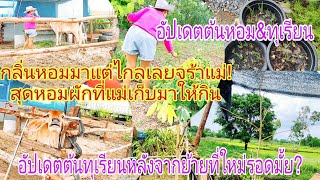 รอดมั้ยต้นทุเรียนที่ย้ายที่ใหม่!เก็บผักให้แป้งร่ำ