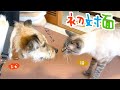 子犬ひだりがあの「猫のデュフィ」に会ったら意外な反応をしてくれました！