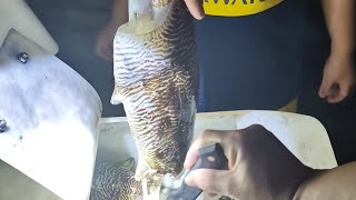 Catching Cuttlefish | OFW Pasttime