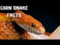 Corn snake facts super smart terrifying and incredibly fascinating