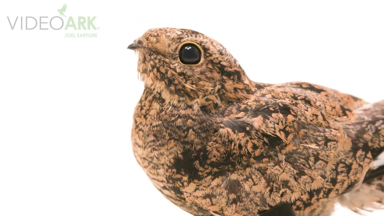 Common nighthawk (Chordeiles minor hesperis) at the Rocky Mountain Wildlife Alliance in Sedalia, CO.