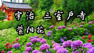 京都宇治 日本紫阳花三大名所之一宇治三室户寺 雨中赏花 万株绣球花争相斗艳 绣球花 宇治 京都 紫阳花 三室户寺 紫陽花 アジサイ 雨季 莲花 Uji Kyoto 年 Youtube 京都宇治 日本紫阳花三大名所之一宇治三室户寺 雨中赏花 万株绣球花争相斗艳 绣球花 宇治 京都 紫阳花 三室户寺 紫陽花 アジサイ 雨季 莲花 Uji Kyoto 年 Youtube