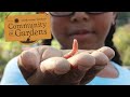 view The Community of Gardens story collection grows garden history digital asset number 1