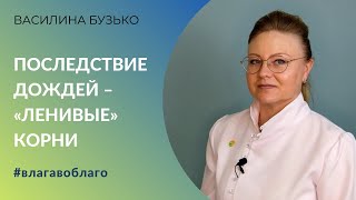 Как защитить озимые и поддержать пропашные после обильных дождей