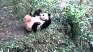 Crazy Panda Commando Roll