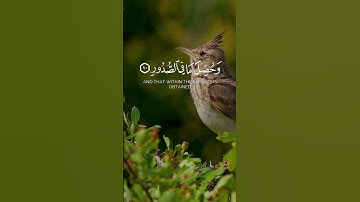 الآيات 9-10-11 من سورة العاديات بصوت الشيخ فارس عباد