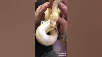 Ball python##animal#100k#water#trees#snake#turtle#tiktok#discovery#wildman#anaconda#python#cobra#Boa