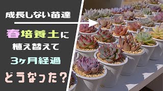 成長しない苗を春に培養土に植え替えた結果【多肉植物/エケベリア】