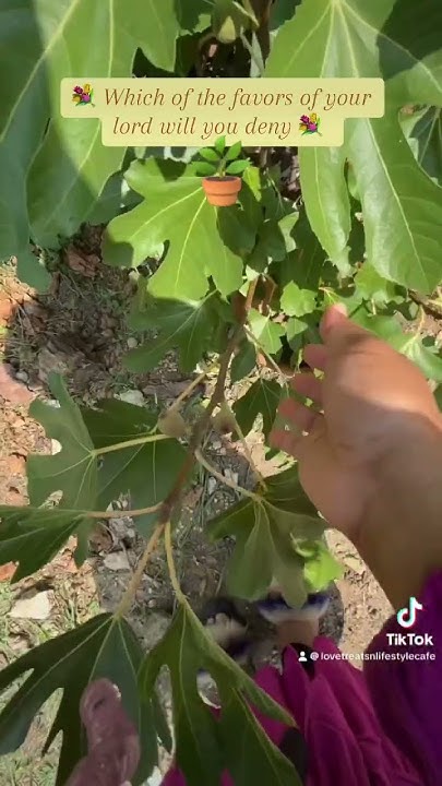 3-best-ways-to-sow-your-seeds-step-by-step-guide-from-gardening