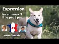 A1 expressions  parce que  il na pas de