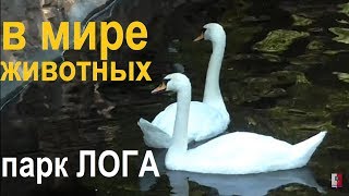 В МИРЕ ЖИВОТНЫХ. Парк ЛОГА. Каменск-Шахтинский. Старая Станица. ВИДЕО: Арон Моисеевич. В МИРЕ ЖИВОТНЫХ. Парк ЛОГА. Каменск-Шахтинский. Старая Станица. ВИДЕО: Арон Моисеевич.