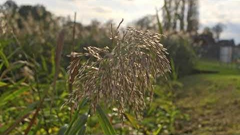 Handheld Footage (Canon C100 Mark ii) 2020 (Davinci Resolve Grading)