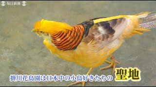 鳥飼さん（12） 潜入！「ことり万博」＜上＞