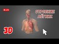 Строение лёгких и дыхательной системы. Изучаем в 3D