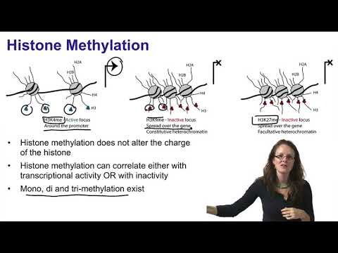 Video: Histon Methylatie En Vasculaire Biologie