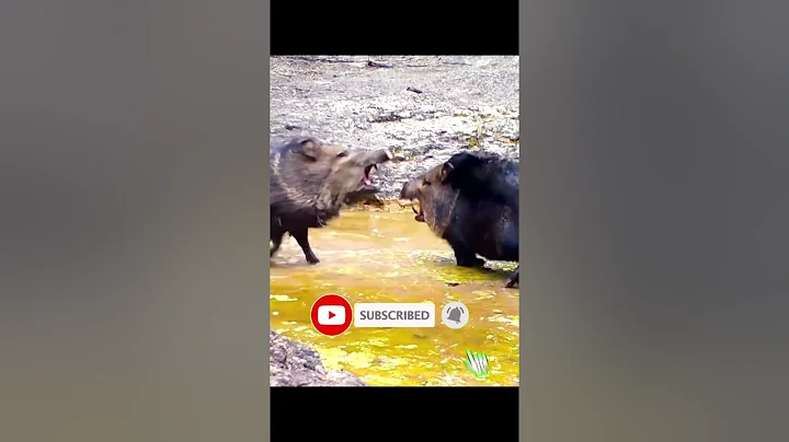 Javelina - Natural pig #shorts