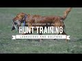 Hunt training labrador retrievers and golden retrievers