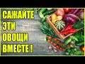 ДЛЯ БОГАТОГО УРОЖАЯ САЖАЙТЕ ЭТИ РАСТЕНИЯ ВМЕСТЕ (2 часть)! УРОЖАЙНОСТЬ +100% Что с чем сажать?