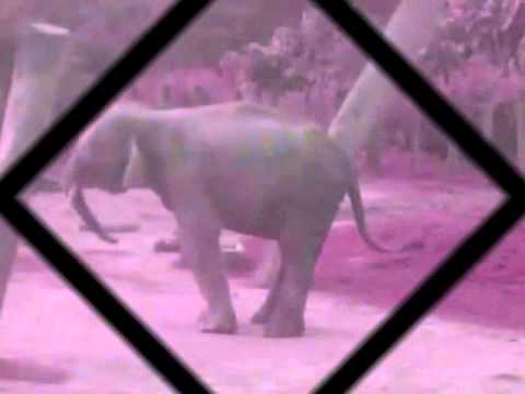 Elephant Trance