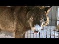 Волк в сметане, Акела ест свиные рульки в йогурте. Wolf in sour Cream