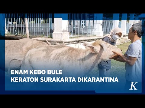 Kebo Bule Milik Keraton Kasunanan Surakarta Mati Terpapar PMK