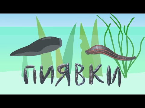 Пиявки: врачи-вампиры |