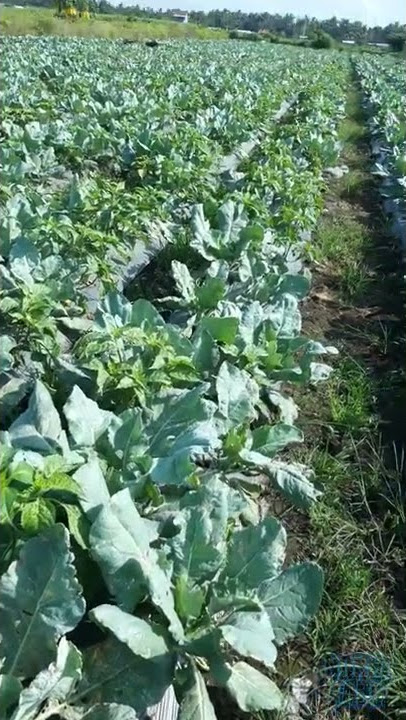 Kebun Kembang Kol