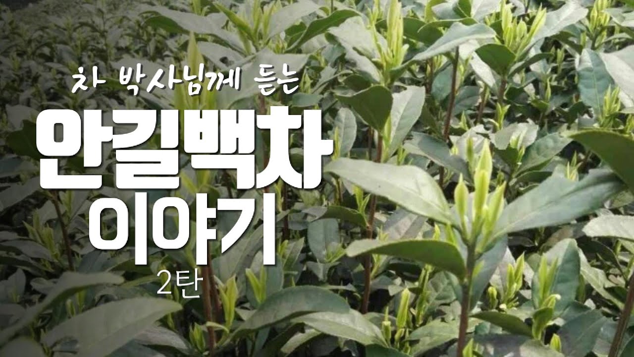 휴다인 차 박사님께 듣는 안길 백차 이야기 2탄 - 안길 백차의 장점은? - YouTube