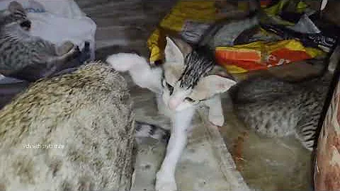 Watch the video about 😂 Funniest Cats Videos 😺🐶 || 🥰😹 Hilarious Animal Compilation №776