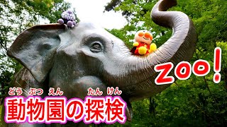 アンパンマン！おもちゃ　アニメ【動物園の探検】いろんなどうぶつさんをみてきたよ なんのどうぶつかわかるかな？　Exploring the Zoo