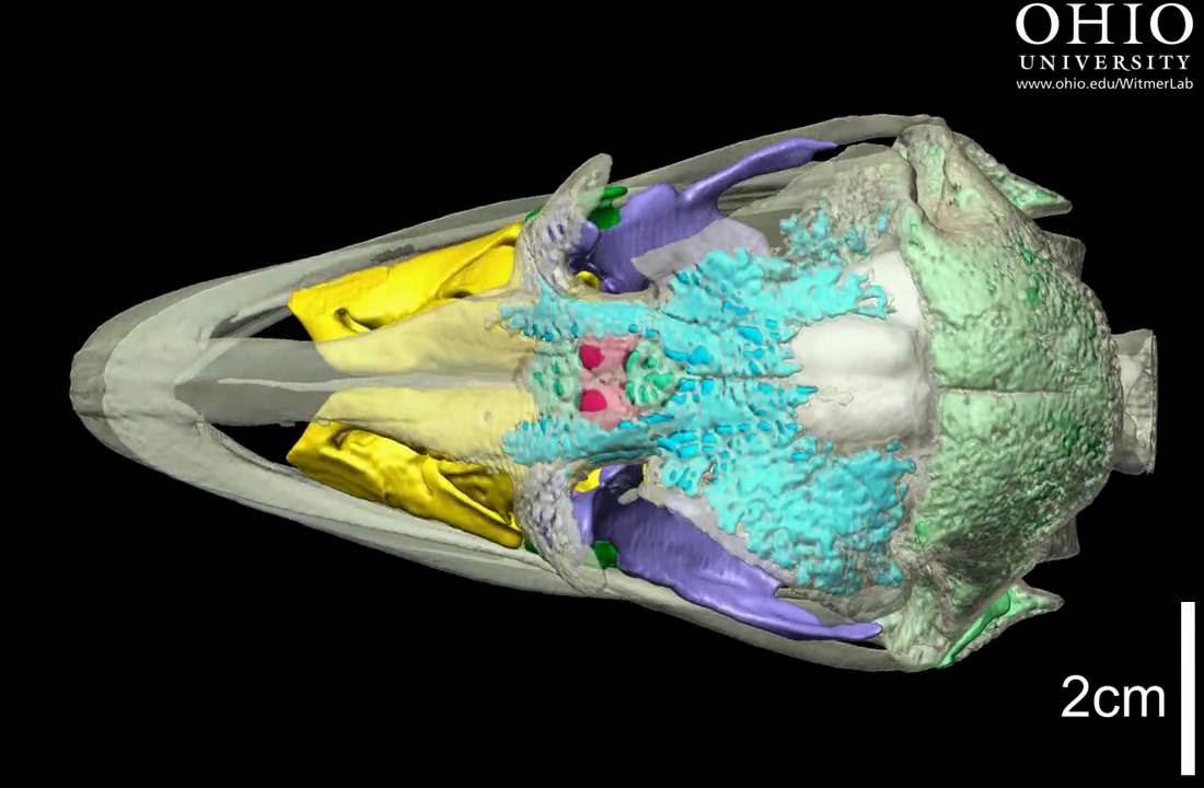 Ostrich skull with brain endocast air spaces roll YouTube