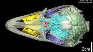 Ostrich skull with brain endocast & air spaces - roll