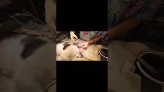 Ear polyp removal in a cat. Surgery and cost. How to find affordable care. by Krista Magnifico, DVM 296 views 8 months ago 2 minutes, 29 seconds