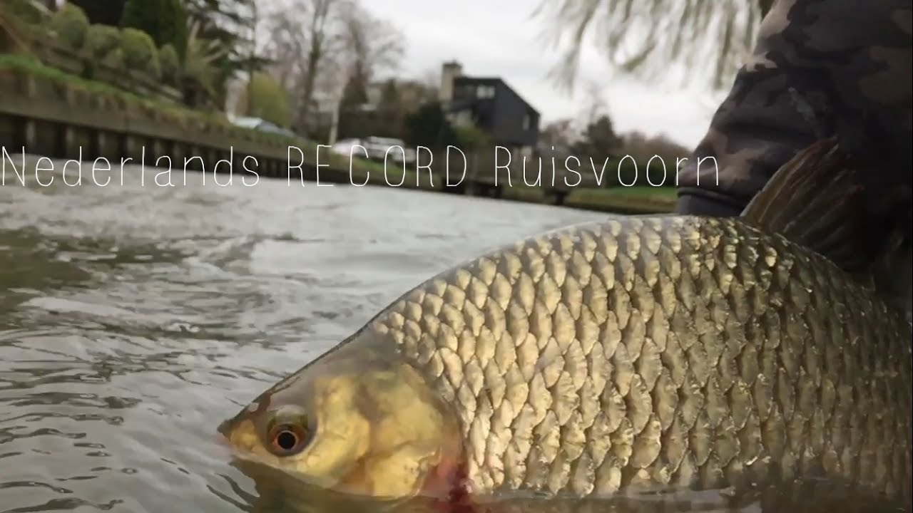 Kingfishers NL - NL RECORDVIS RUISVOORN