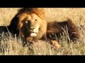 Lion Compilation | Kenya | 2016