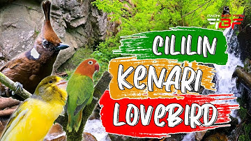 MASTERAN MURAI BATU TEMBAKAN CILILIN KENARI LOVEBIRD JEDA 1 MENIT TERAPI AIR