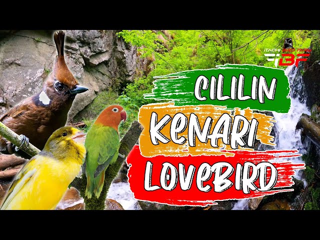 MASTERAN MURAI BATU TEMBAKAN CILILIN KENARI LOVEBIRD JEDA 1 MENIT TERAPI AIR class=