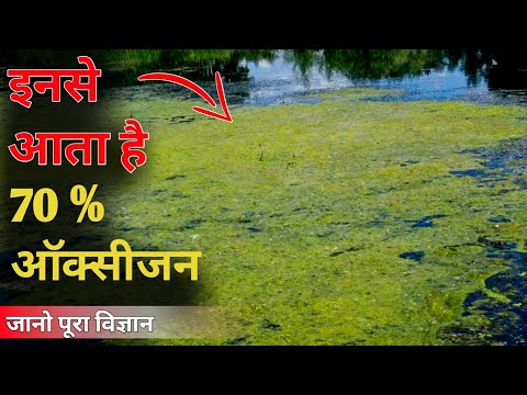 वीडियो: फाइटोप्लांकटन को क्या मार रहा है?