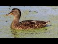 Взрослые Утята и мама утка на озере, Mallard Duck