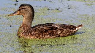 Взрослые Утята и мама утка на озере, Mallard Duck