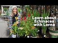 Learn about Echinacea Coneflower in your garden with Lorna