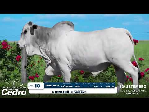 Lote 10   RJUS 2605