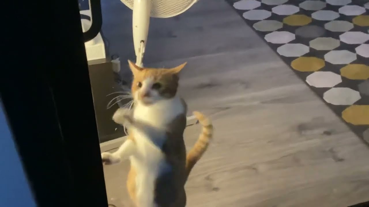 Cat scratching glass door 🐱