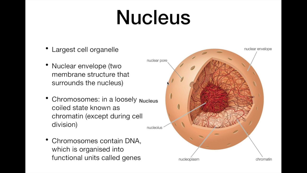 IMAT Biology - The cell Part 2