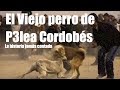 El Viejo Perro de P3Lea Cordobés