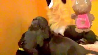 Standard dachshund puppies