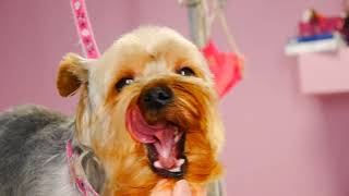 Let's Groom a Yorkshire Terrier!