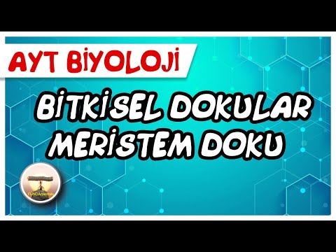 AYT Biyoloji | Bitkisel Dokular / Meristem Doku #sayfa184